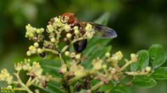 Volucella linearis