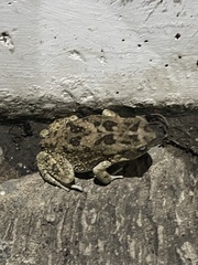 Sclerophrys gutturalis