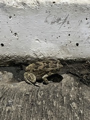 Sclerophrys gutturalis