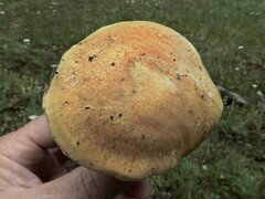 Cortinarius glaucopus