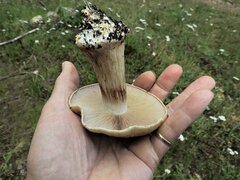 Cortinarius glaucopus