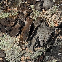 Lasallia pensylvanica