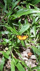 Tegosa