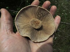 Cortinarius glaucopus