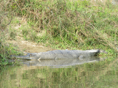 Gavialis gangeticus