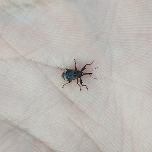 Anthonomus pyri