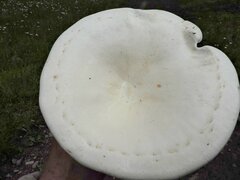 Leucopaxillus albissimus