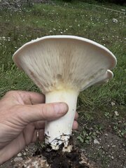 Leucopaxillus albissimus