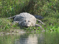 Crocodylus palustris
