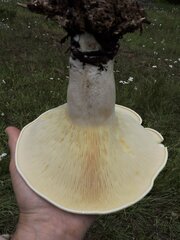 Leucopaxillus albissimus