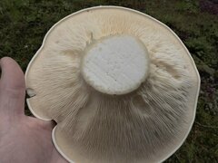 Leucopaxillus albissimus