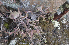 Sedum moranense