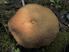 Leccinum insigne