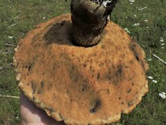 Leccinum insigne