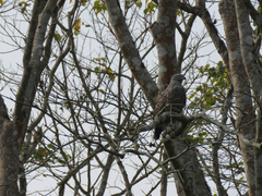 Haliaeetus ichthyaetus