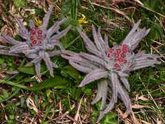 Cynoglossum magellense