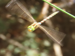 Zosteraeschna minuscula