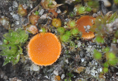 Octospora axillaris