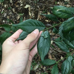 Lasianthus curtisii
