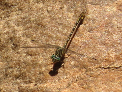 Ceratogomphus pictus