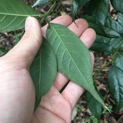 Lasianthus curtisii
