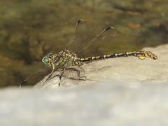 Ceratogomphus pictus