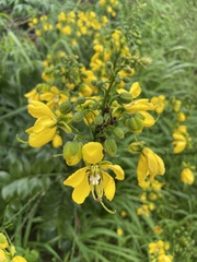 Cassiinae