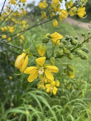 Cassiinae