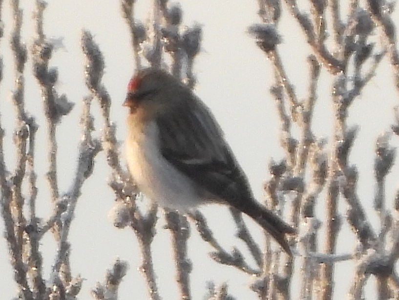 Redpoll