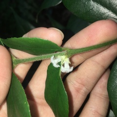 Lasianthus curtisii