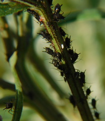 Aphis fabae