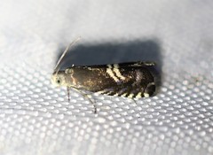 Grapholita interstinctana