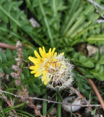 Taraxacum hybernum