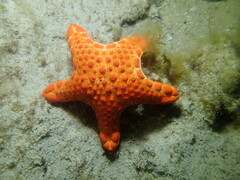 Pentagonaster duebeni