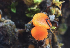 Octospora excipulata