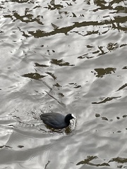 Fulica atra atra