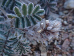 Dalea mollissima