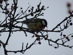 Parus major