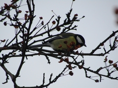 Parus major