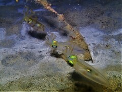 Sepioteuthis australis