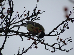 Parus major