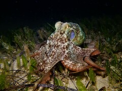 Octopus djinda