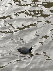 Fulica atra atra