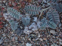 Dalea mollissima