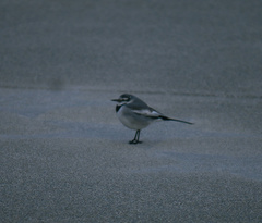 Motacilla alba lugens