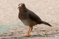 Turdus smithi