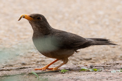 Turdus smithi