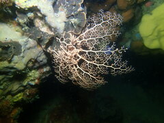 Astrophyton muricatum