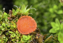 Octospora gyalectoides