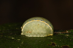 Apoda y-inversa